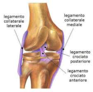 legamento collaterale ginocchio